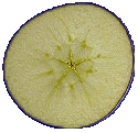 Cross Section Of An Apple