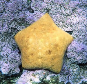 Starfish